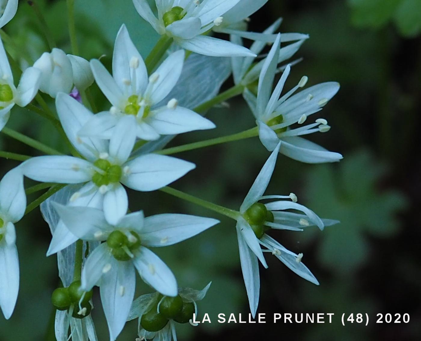 Ramsons flower